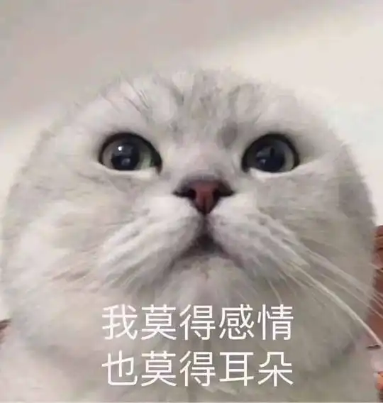 玫瑰沾白糖的相册天使猫猫的表情包