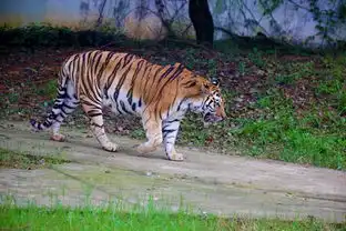 三峡森林藏大量猛虎表情丰富超人类想象别为萌态迷惑