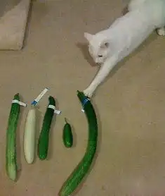 宠物gif图网友家的二哈脚受伤了,熟悉的表情依旧让人陶醉