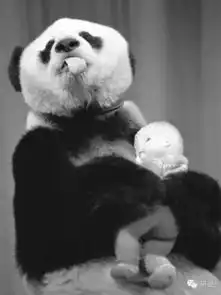 两只熊猫告诉你人生不仅要奋斗,更要坚持交配