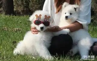 图萨摩耶幼仔多少钱一只成都哪里能买到纯种萨摩耶狗狗成都宠物狗