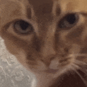 网红猫咪沙雕猫咪敦敦表情包二