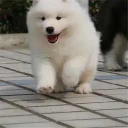 图南宁出售纯种萨摩耶幼犬疫苗齐全出售中可签协议健康保障南宁宠物狗