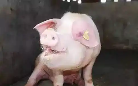冷出来的副猪,打出来链球菌,捂出来的呼吸道