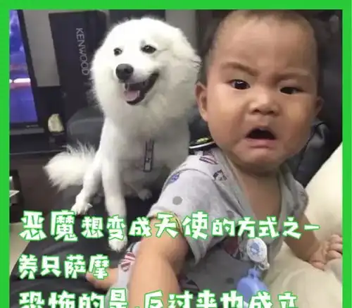如果在街上看到萨摩耶的主人,请给他们一个拥抱