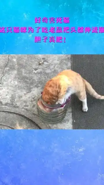好奇害死猫,家里这只猫咪为了吃老鼠把头都伸进瓶里了,胆子真肥