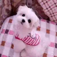 奶狗男生专用头像小奶狗