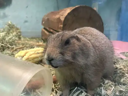 北京多家商场开设室内动物园羊驼土拨鼠扎堆有点脏