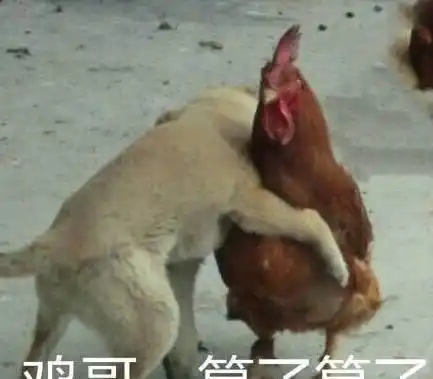 网友外婆把鸡和鹅一起养,然后鸡毛没了