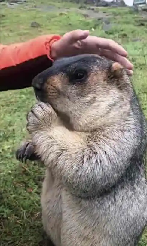 网友偶遇贪吃土拨鼠,被抱住大腿不撒手,土拨鼠给吃就随便撸