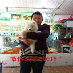 肇庆出售纯种白色萨摩耶萨摩耶图片出售极品萨摩耶幼犬出售家养萨摩耶宝宝