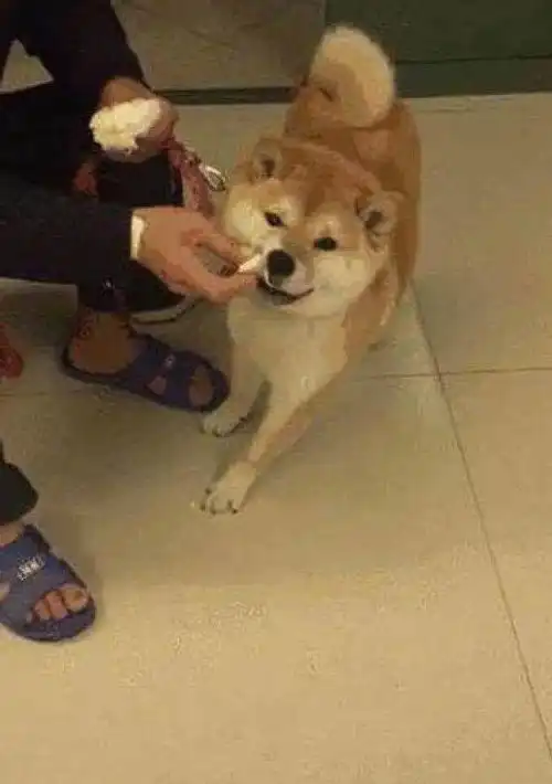 柴犬嫌弃的表情包柴犬