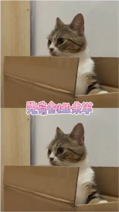 小猫咪又凶又怂,出师未捷先倒地,长使猫咪泪满襟