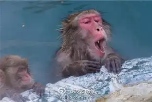 猴子图片搞笑表情包函馆