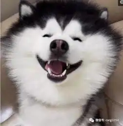 男生抱萨摩耶头像哈士奇