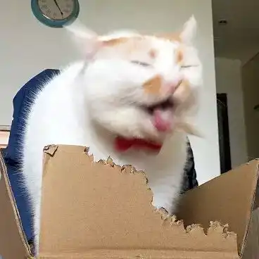 日常吸猫净化灵魂
