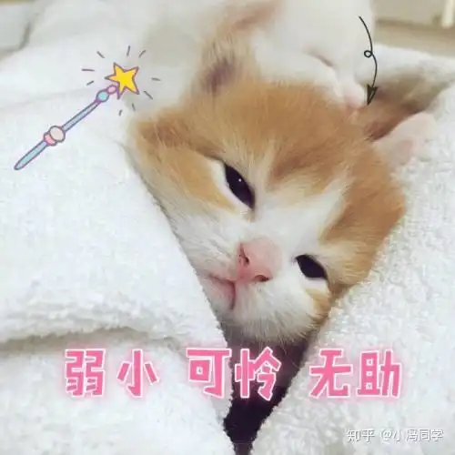 猫猫头表情包记仇