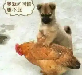 拍性侵母狗视频牟利遭群殴,哔ri了狗了