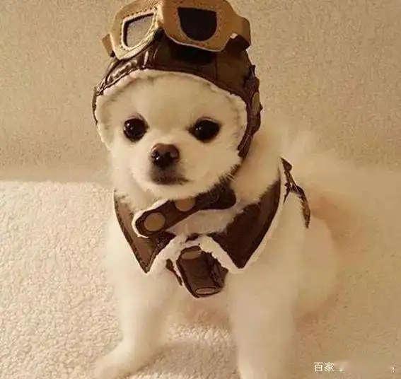 易烊千玺胡歌都爱猫,娱乐圈男明星的爱宠都是什么呢