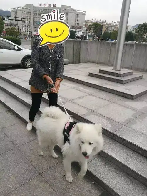 萨摩离家出走梦想做警犬,却差点拆散了一对小情侣