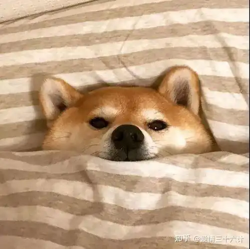 狗头像男生专用版沙雕张