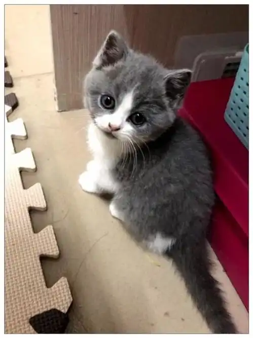 男子给小猫咪喂奶,拿走奶瓶的一刻,它的表情让主人笑喷