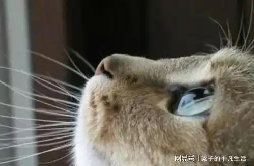 猫咪不为人知的6个秘密,你一个都不了解,那就白养了