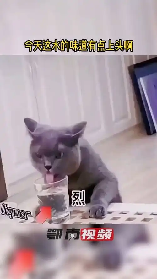 不准笑,好奇害死猫萌宠