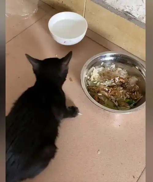 男子夜钓时感觉有东西扒拉自己,低头一看哪里来的小猫咪
