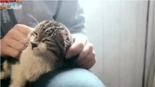 喜欢猫的男生真的都很温柔看看这宠溺的表情