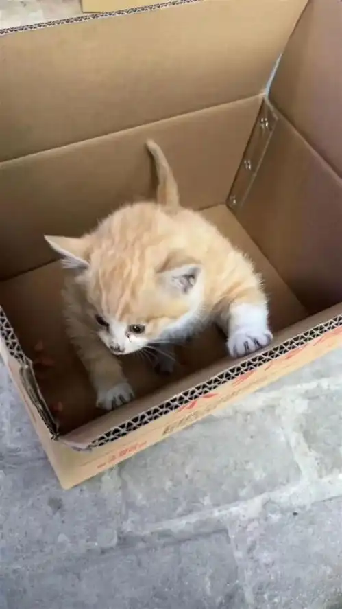 男子偶遇罕见魁梧流浪猫后送医,医生可能是皮下气肿