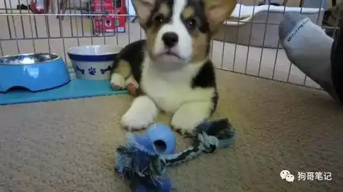 可爱猫咪,面对主人的调戏露出让人忍俊不禁的表情