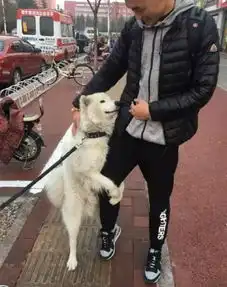 萨摩耶看见帅哥芳心大起,抱起大腿不让走,主人回来后尴尬了
