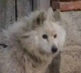 剧版爵迹烂到没评分,满屏替身抠图,还抄其他评分3.0的烂片