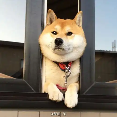 某乎上的柴犬专家说的真的可信吗