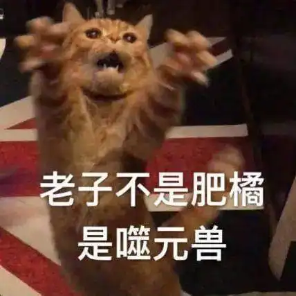 千万不要养橘猫啊血与泪的教训