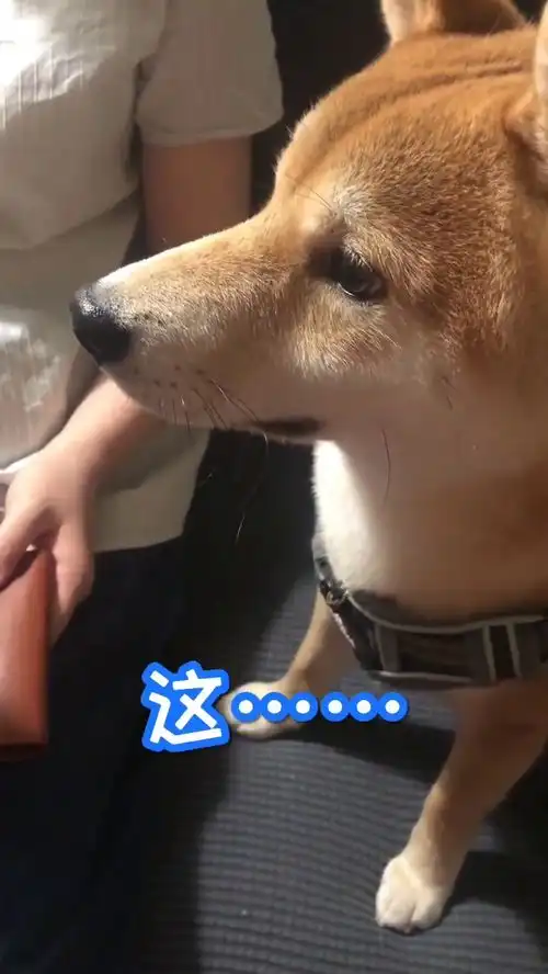 生活所迫狗生不易啊