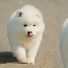 微笑天使血统纯正通体雪白顶级萨摩耶幼犬