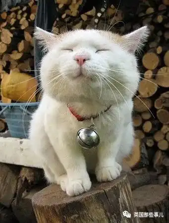 猫叔回猫星了它世无争的幸福表情,治愈了无数网友com