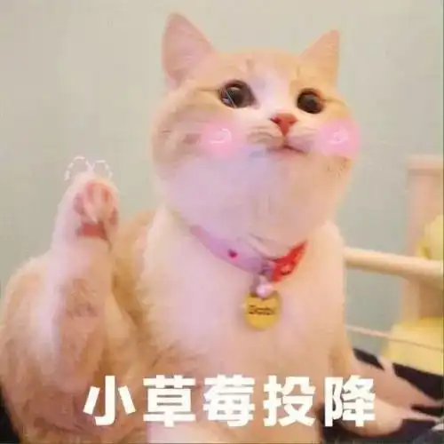 把猫放朋友家寄养,第一天我就后悔了