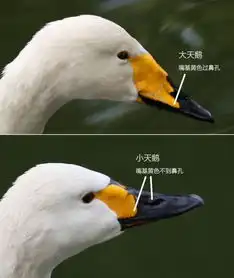 观鸟季来了沪上这些地点适合观鸟