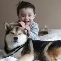哈士奇头像搞笑图片犯二微信头像图片大全