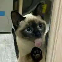 暹罗猫表情包