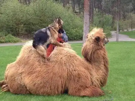 猴子图片搞笑表情包蹄盖