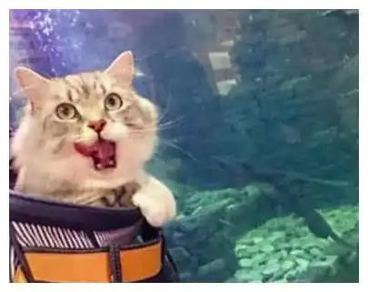 男子带猫咪去水族馆,发现猫有点不对劲,低头一瞧不淡定啦