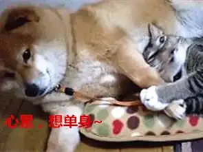 被猫咪压到胳膊发麻,柴犬依旧不忍抽走,最后的表情说明一切