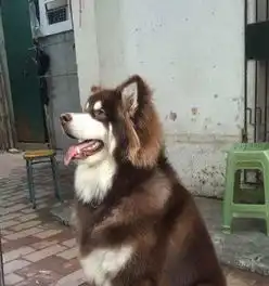纯种阿拉斯加找女朋友啦