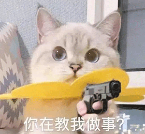 表情包gif沙雕猫咪