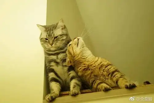 比美怎么能没有我们猫猫呢