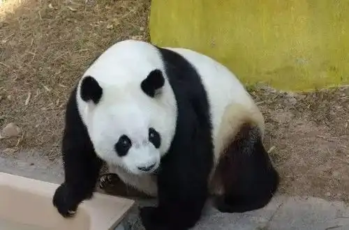 泪目熊猫盼盼结束传奇熊生